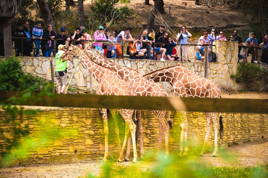 r-serve-africaine-de-sigean-parc-animalier-sud-de-la-france
