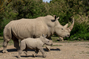 Naissance exceptionnelle à la Réserve Africaine de Sigean : Bienvenue à Iboko, un espoir pour les Rhinocéros blancs !