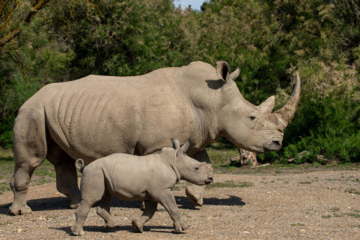 1 White rhinoceros