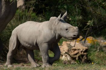 Quelques nouvelles d&#8217;Iboko &#8230; le bébé rhino !