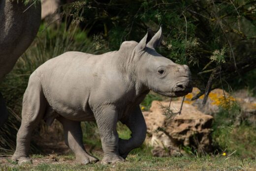 Quelques&#x20;nouvelles&#x20;d&amp;&#x23;8217&#x3B;Iboko&#x20;&amp;&#x23;8230&#x3B;&#x20;le&#x20;b&#x00E9;b&#x00E9;&#x20;rhino&#x20;&#x21;