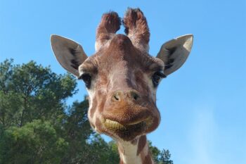 La Réserve Africaine de Sigean met la Girafe à l&#8217;honneur lors d&#8217;un week-end spécial les 21 et 22 juin 2025