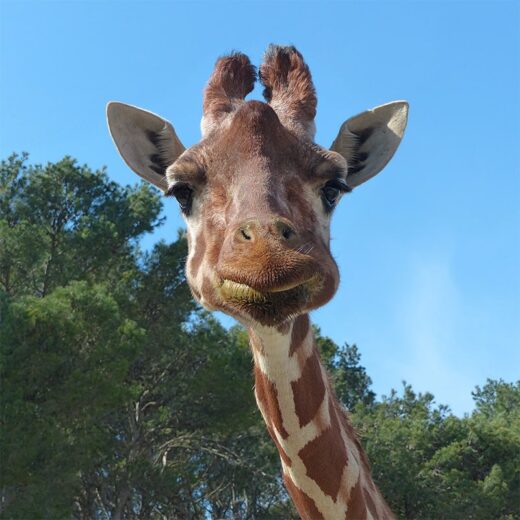 La&#x20;R&#x00E9;serve&#x20;Africaine&#x20;de&#x20;Sigean&#x20;dedica&#x20;un&#x20;cap&#x20;de&#x20;setmana&#x20;especial&#x20;a&#x20;la&#x20;Girafa