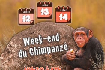 Trois jours dédiés à la protection des Chimpanzés à la Réserve Africaine de Sigean !