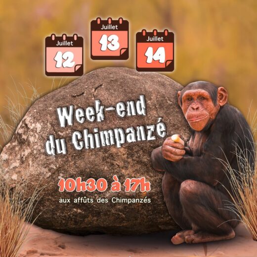 &#x00A1;Tres&#x20;d&#x00ED;as&#x20;dedicados&#x20;a&#x20;la&#x20;protecci&#x00F3;n&#x20;de&#x20;los&#x20;Chimpanc&#x00E9;s&#x20;en&#x20;la&#x20;R&#x00E9;serve&#x20;Africaine&#x20;de&#x20;Sigean&#x21;