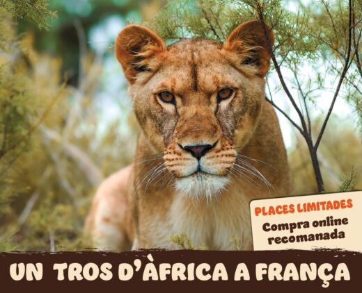 Cap&#x20;de&#x20;setmana&#x20;especial&#x20;dedicat&#x20;al&#x20;Lle&#x00F3;&#x20;a&#x20;la&#x20;R&#x00E9;serve&#x20;Africaine&#x20;de&#x20;Sigean&#x21;