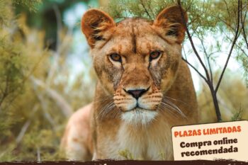 ¡Fin de semana especial dedicado al León en la Réserve Africaine de Sigean!