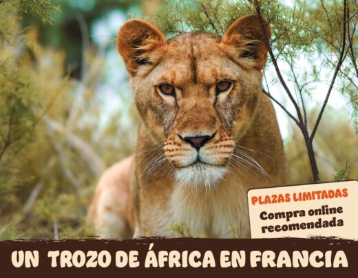 &#x00A1;Fin&#x20;de&#x20;semana&#x20;especial&#x20;dedicado&#x20;al&#x20;Le&#x00F3;n&#x20;en&#x20;la&#x20;R&#x00E9;serve&#x20;Africaine&#x20;de&#x20;Sigean&#x21;