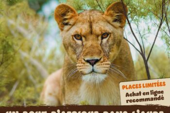 Week-end spécial Lion à la Réserve Africaine de Sigean !