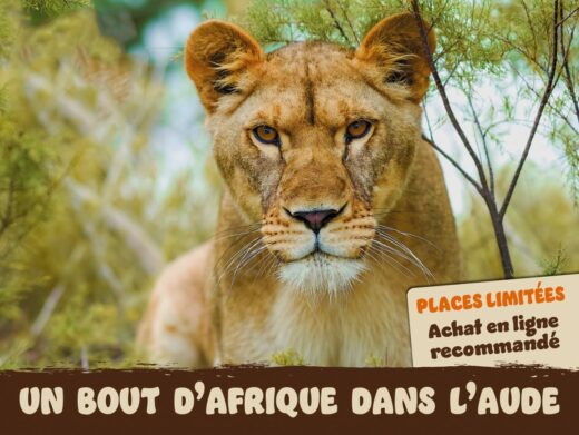 Week-end&#x20;sp&#x00E9;cial&#x20;Lion&#x20;&#x00E0;&#x20;la&#x20;R&#x00E9;serve&#x20;Africaine&#x20;de&#x20;Sigean&#x20;&#x21;
