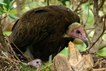 Naissance rare d&#8217;un Vautour à capuchon