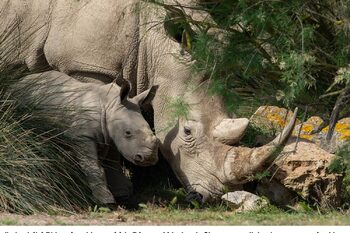 Dimanche 7 septembre 2025, ne manquez pas la journée mondiale du Rhinocéros !