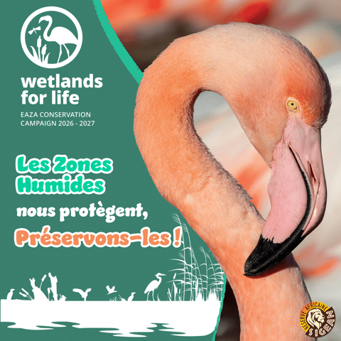 Aujourd&amp;&#x23;8217&#x3B;hui,&#x20;lundi&#x20;2&#x20;f&#x00E9;vrier&#x20;2026,&#x20;c&amp;&#x23;8217&#x3B;est&#x20;la&#x20;Journ&#x00E9;e&#x20;Mondiale&#x20;des&#x20;Zones&#x20;Humides&#x20;&#x21;