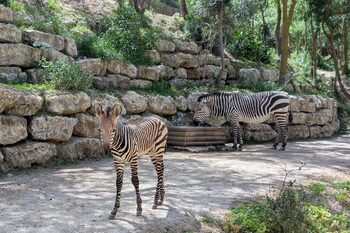 Mission Conservation : naissance d’un Zèbre de montagne à la Réserve Africaine de Sigean