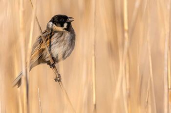 Célébrez la Biodiversité ce Lundi de Pentecôte à la Réserve Africaine de Sigean !