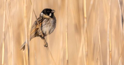 C&#x00E9;l&#x00E9;brez&#x20;la&#x20;Biodiversit&#x00E9;&#x20;ce&#x20;Lundi&#x20;de&#x20;Pentec&#x00F4;te&#x20;&#x00E0;&#x20;la&#x20;R&#x00E9;serve&#x20;Africaine&#x20;de&#x20;Sigean&#x20;&#x21;
