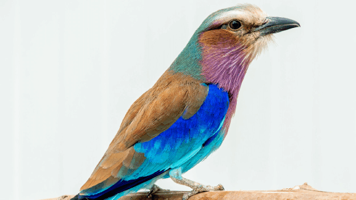Lilac-breasted Roller