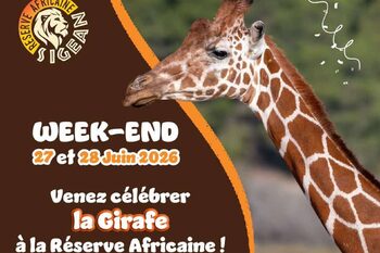 Journée Mondiale de la Girafe : célébrez la géante d&#8217;Afrique à la Réserve Africaine de Sigean !
