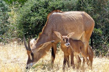 Naissance d&#8217;une Antilope rouanne à la Réserve Africaine de Sigean