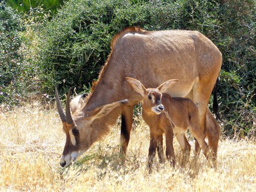 Naissance&#x20;d&amp;&#x23;8217&#x3B;une&#x20;Antilope&#x20;rouanne&#x20;&#x00E0;&#x20;la&#x20;R&#x00E9;serve&#x20;Africaine&#x20;de&#x20;Sigean