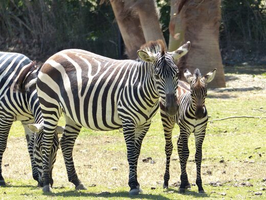 Nouvelle&#x20;naissance&#x20;d&amp;&#x23;8217&#x3B;un&#x20;petit&#x20;Z&#x00E8;bre&#x20;des&#x20;plaines&#x20;&#x00E0;&#x20;la&#x20;R&#x00E9;serve&#x20;Africaine&#x20;de&#x20;Sigean&#x20;&#x21;