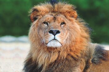 Horaires d&#8217;été : la Réserve Africaine de Sigean ouvre ses portes dès 8h30 à partir du lundi 6 juillet
