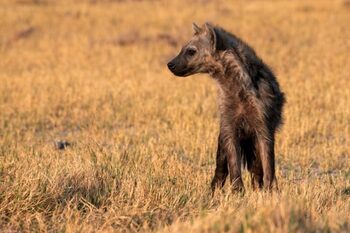 Grande nouveauté cet été : les Hyènes tachetées arrivent à la Réserve Africaine de Sigean !