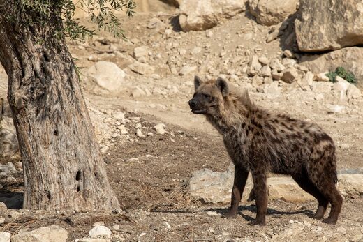 Les Hyènes tachetées font leur grande entrée à la Réserve Africaine de Sigean