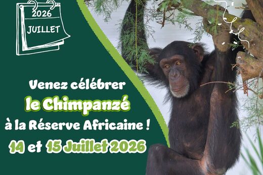 Deux journées spéciales pour célébrer les Chimpanzés