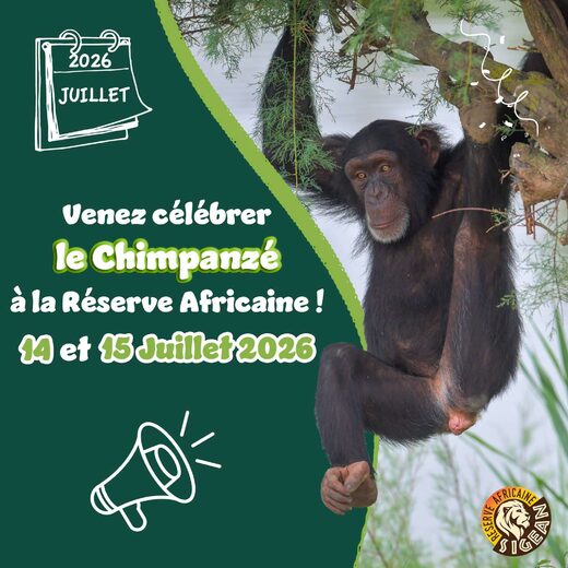 Deux&#x20;journ&#x00E9;es&#x20;sp&#x00E9;ciales&#x20;pour&#x20;c&#x00E9;l&#x00E9;brer&#x20;les&#x20;Chimpanz&#x00E9;s