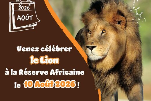 Journée spéciale LION à la Réserve Africaine de Sigean !