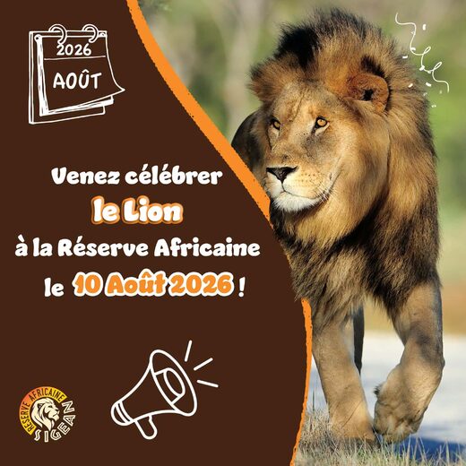 Journ&#x00E9;e&#x20;sp&#x00E9;ciale&#x20;LION&#x20;&#x00E0;&#x20;la&#x20;R&#x00E9;serve&#x20;Africaine&#x20;de&#x20;Sigean&#x20;&#x21;