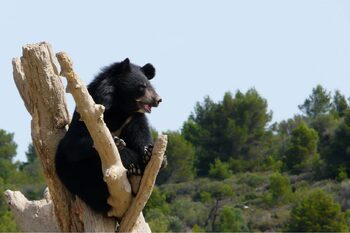 Réaménagement de l&#8217;île des chimpanzés